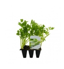 APIO BLANCO PACK 6 PLANTONES