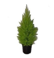 CIPRES AMARILLO WILMA  ALTO 60CM MACETA 17CM