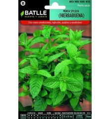 SEMILLAS MENTA SPICATA HIERBABUENA 0,2GR