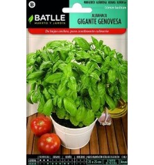 SEMILLAS ALBAHACA GIGANTE GENOVESA 4GR
