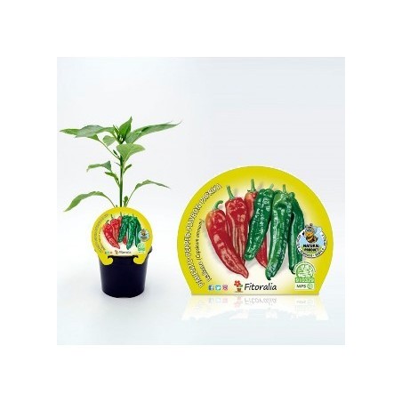 PIMIENTO ITALIANO PRODUCTO NATURAL MACETA 10,5CM
