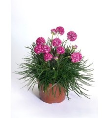 ARMERIA MARITIMA MACETA 11CM