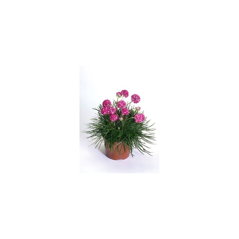 ARMERIA MARITIMA MACETA 11CM