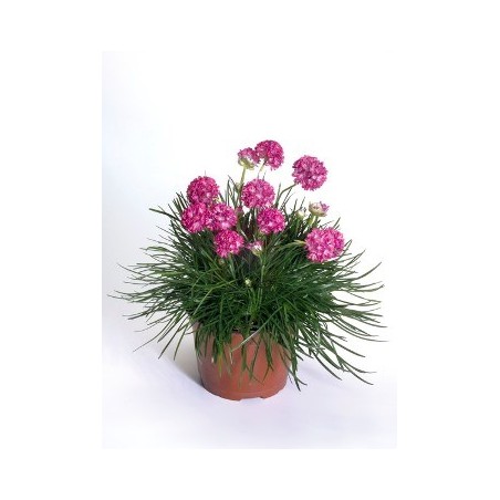 ARMERIA MARITIMA MACETA 11CM