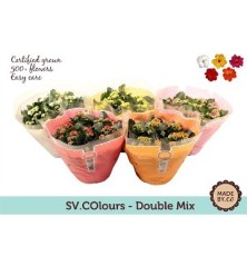 KALANCHOE BLOSS TARRINA 23CM