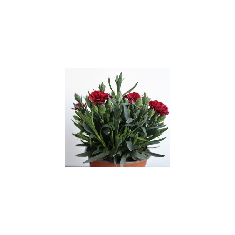 CLAVEL CARYOPHYLLUS MACETA 13CM