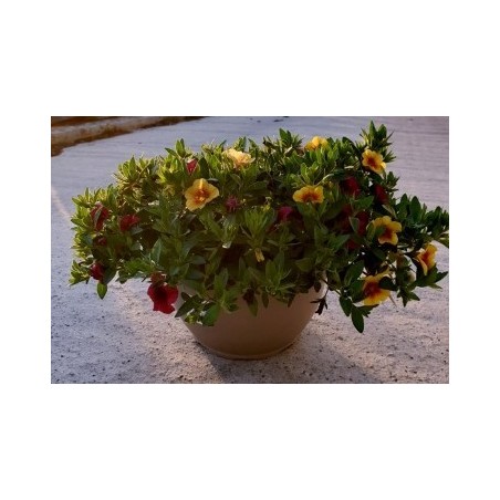 COMPOSICION CALIBRACHOA TARRINA 3,6L