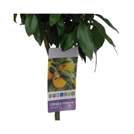 NARANJO NAVELINA MACETA 25CM