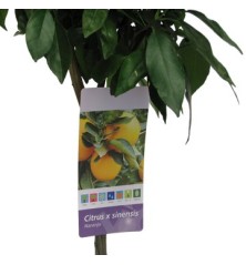 NARANJO MACETA 25CM