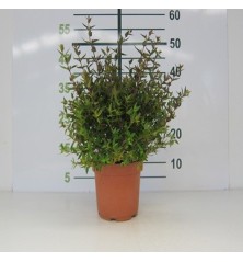 ABELIA POSTRATA MACETA 2L