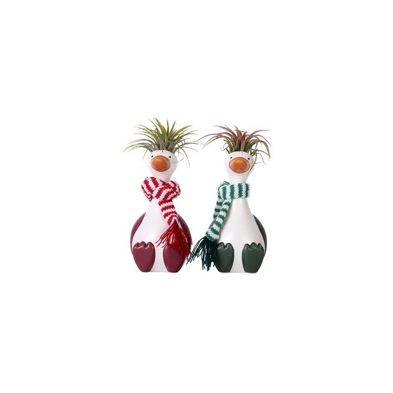 TILLANDSIA CHYLLI GOOSE