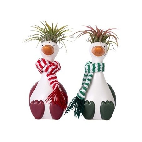 TILLANDSIA CHYLLI GOOSE