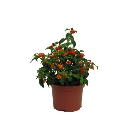 LANTANA CAMARA MACETA 15CM