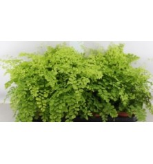 ADIANTUM FRAGANS 1,6L