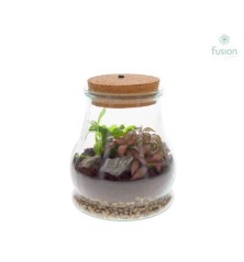 COMPOSICION TERRARIUM 15X19CM