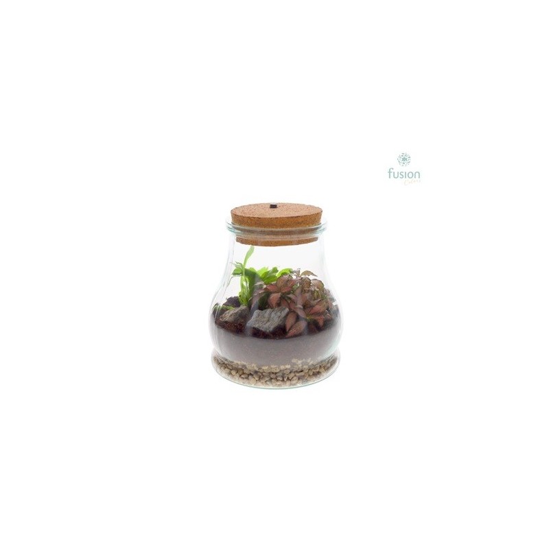 COMPOSICION TERRARIUM 15X19CM