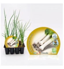 PUERRO PRODUCTO NATURAL BANDEJA 12 PLANTONES