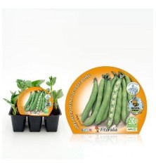 LECHUGA BOMBITA PACK 12 PLANTONES