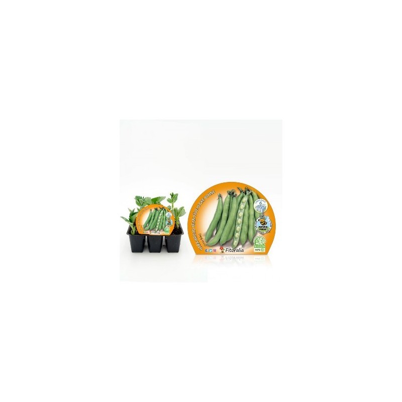 LECHUGA BOMBITA PACK 12 PLANTONES
