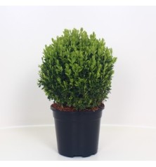 BOJ DE BOLA 20CM Y MACETA DE 17CM