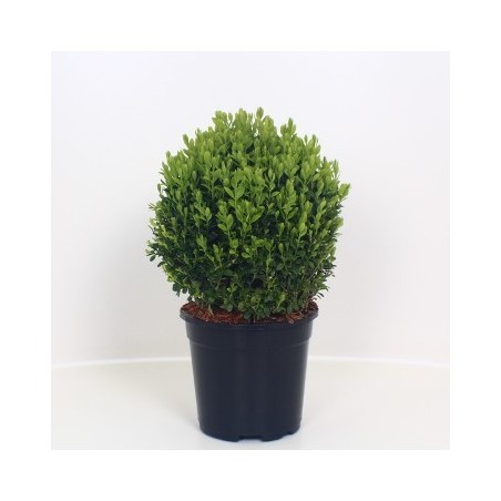 BOJ DE BOLA 20CM Y MACETA DE 17CM