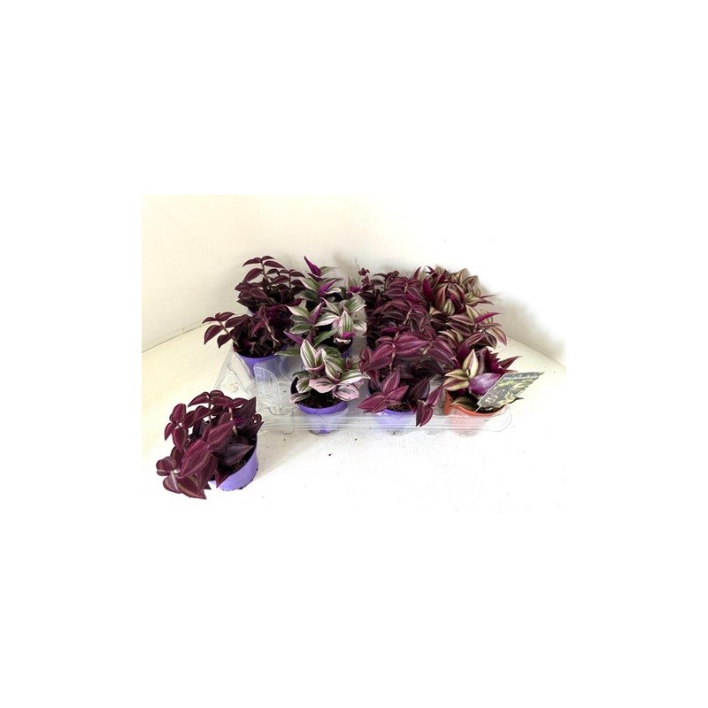 TRADESCANTIA MIX MEZCLADO MACETA 7CM