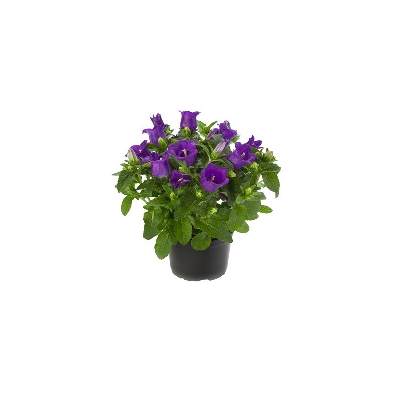 CAMPANULA FLOR GRANDE M12 MIX COLORES