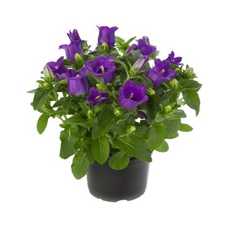 CAMPANULA FLOR GRANDE M12 MIX COLORES