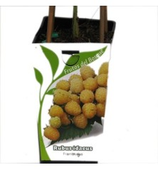 FRAMBUESA AMARILLA RUBUS IDAEUS 2L