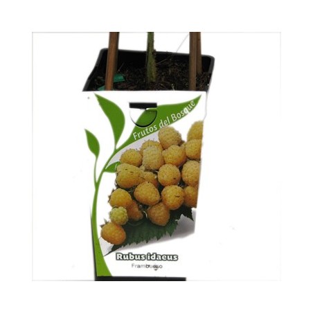 FRAMBUESA AMARILLA RUBUS IDAEUS 2L