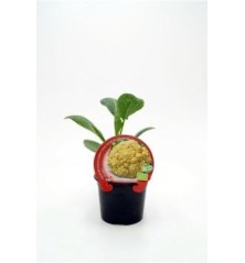 COLIFLOR CHEDDAR PRODUCTO NATURAL M10,5CM