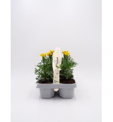 TAGETE PACK DE 6UDS MIX COLORES