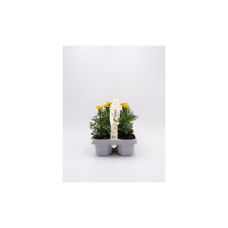 TAGETE PACK DE 6UDS MIX COLORES