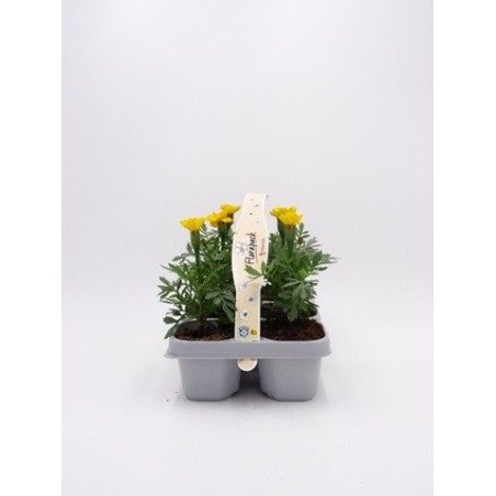 TAGETE PACK DE 6UDS MIX COLORES