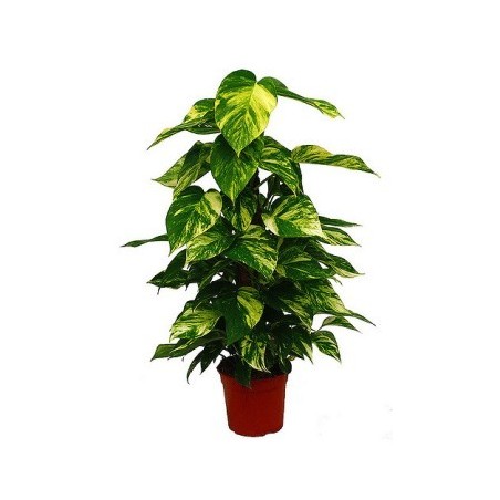 POTHO TUTOR 50CM DE ALTURA Y MACETA 17CM