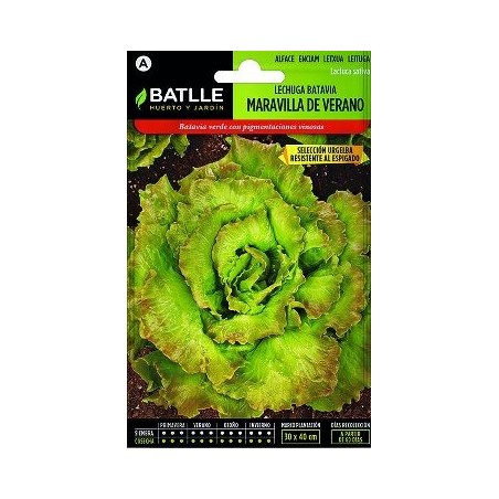 SEMILLAS LECHUGA BATAVIA MARAVILLA DE VERANO 7G