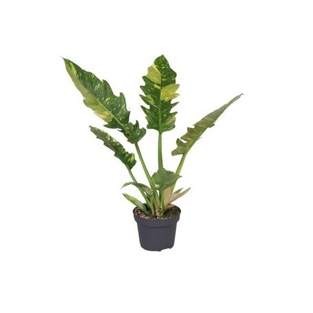 PHILODENDRO RING OF FIRE MACETA 12CM