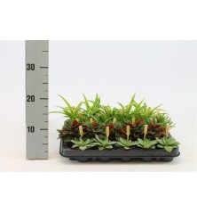 PLANTAS COLECCION BAMBINO MACETA 5,5CM