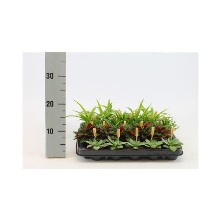 PLANTAS COLECCION BAMBINO MACETA 5,5CM