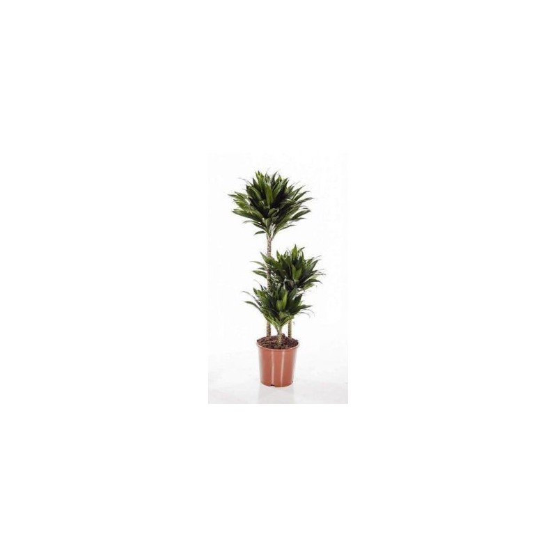 DRACENA COMPACTA ALTO TRONCOS 60/30/15CM M20