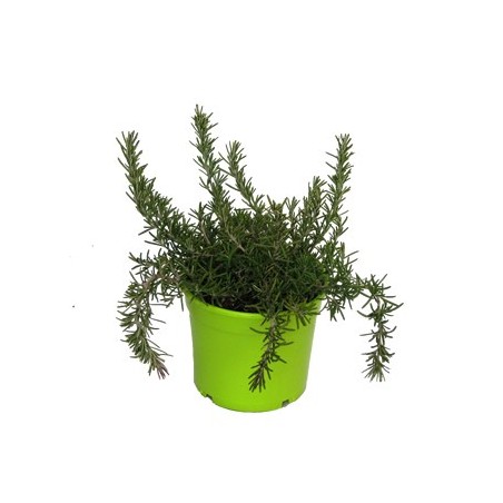 ROMERO RASTRERO PRODUCTO NATURAL MACETA 10,5CM