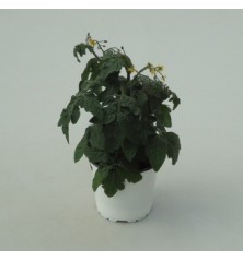 TOMATE CHERRY MACETA 14CM