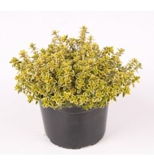 TOMILLO LIMONERO MACETA 11CM