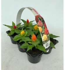 CELOSIA PACK 6UDS