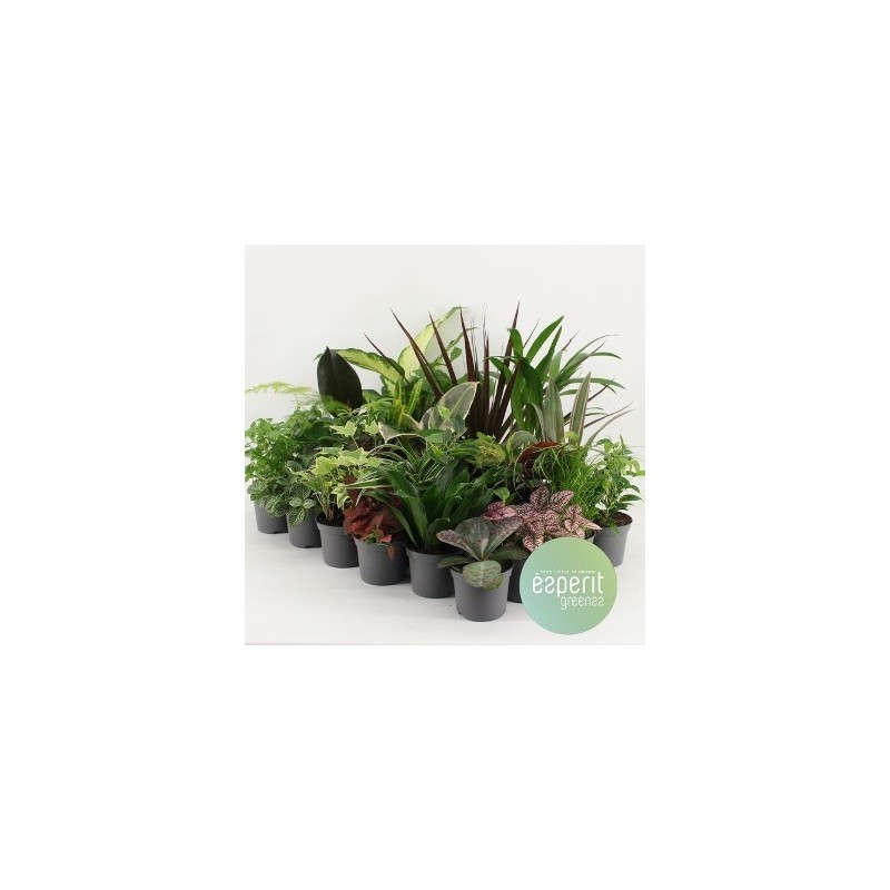 PLANTAS MINI DE LUXE MACETA 8,5CM