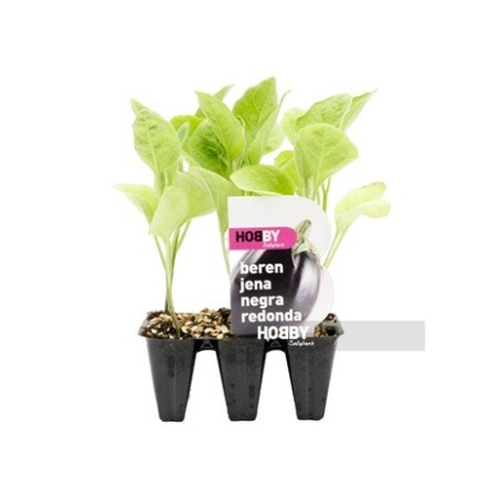 BERENJENA NEGRA REDONDA BANDEJA 6 PLANTONES