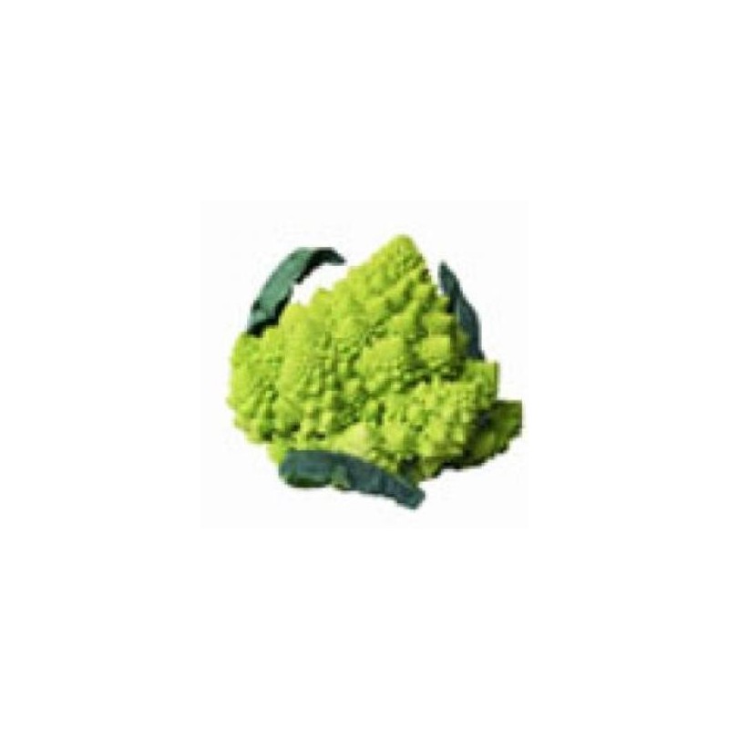 CESPED RESISTENTE DENSO CON REPELENTE AVES 1KG