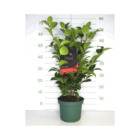 CAMELIA ALTO 60/80 Y MACETA 5L