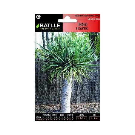 SEMILLAS DRAGO DE CANARIAS 3UDS