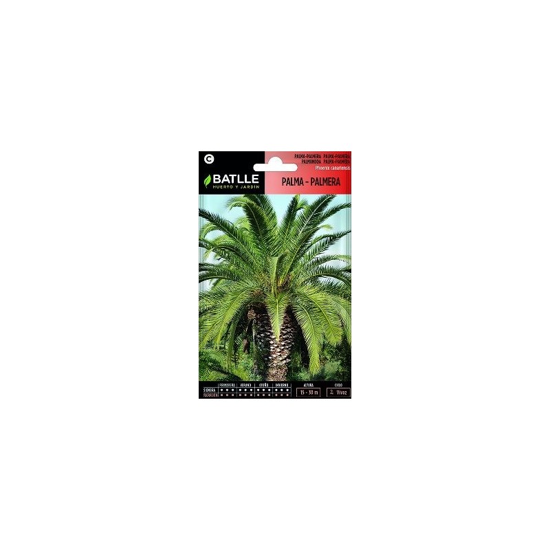 SEMILLAS PALMA PALMERA 3UDS